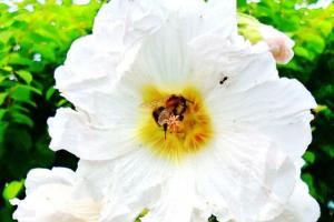 La fleur et le bourdon